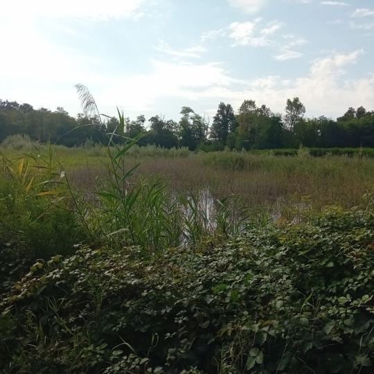  Annonces ALBIGNY : Terrain | MIONNAY (01390) | 0 m2 | 1 426 000 &euro; 