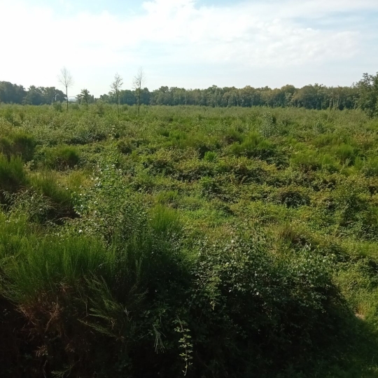  Annonces ALBIGNY : Terrain | MIONNAY (01390) | 0 m2 | 1 426 000 &euro; 