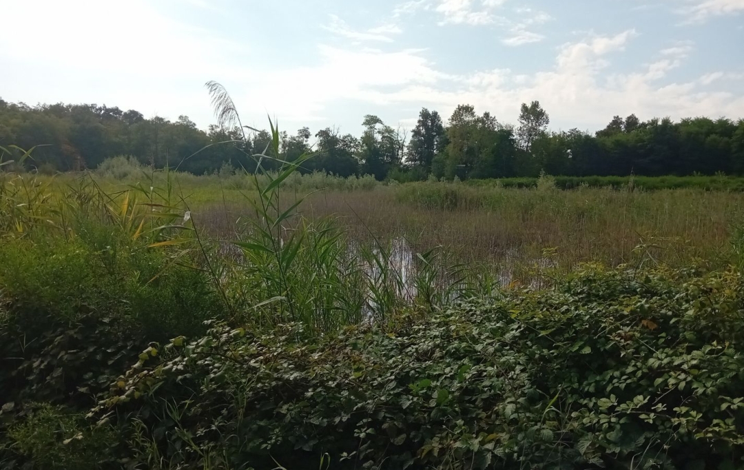 Annonces ALBIGNY : Terrain | MIONNAY (01390) | 0 m2 | 1 426 000 &euro; 